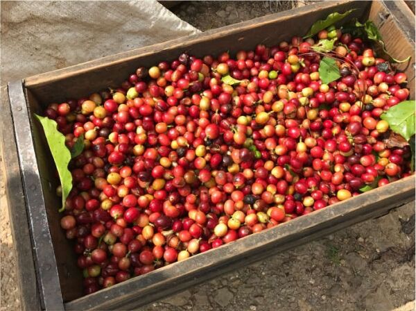 Jamaican Blue Mountain №1 - Verse koffiebonen - 100 gr