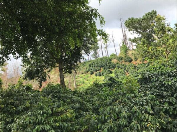 Jamaican Blue Mountain №1 - Verse koffiebonen - 100 gr