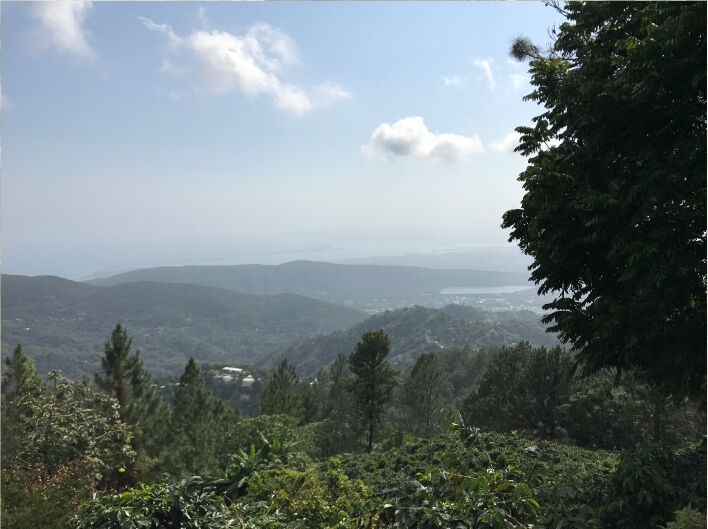 Jamaican Blue Mountain №1 - Verse koffiebonen - 100 gr